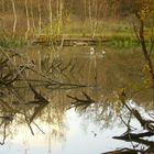 COIN TRANQUILLE POUR LES CANARDS