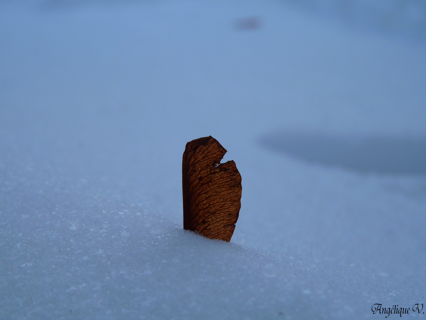 Coincé dans la neige