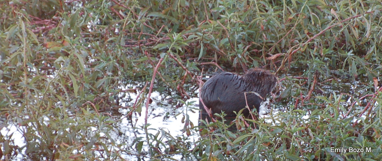 coipo en su habitat,