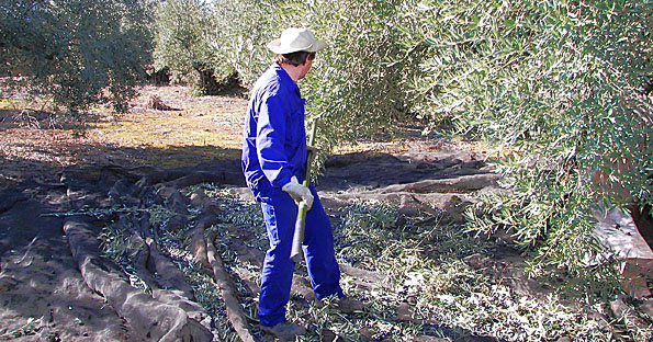 cojiendo aceituna en Jaén