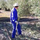 cojiendo aceituna en Jaén