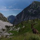 Col de Bise, 14.7.2012