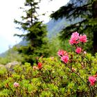 Col des Montets Rodho Cor