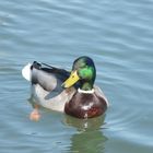 Col vert dans les marais de Bourges