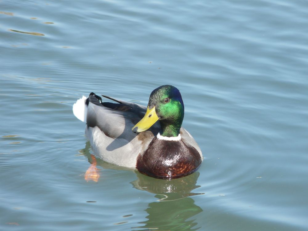 Col vert dans les marais de Bourges