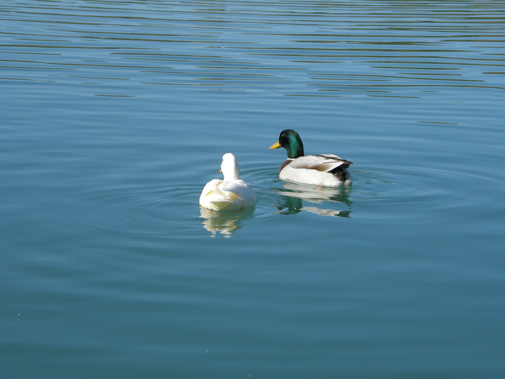 col vert en ballade