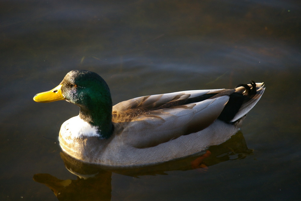 col-vertcanard col-vert