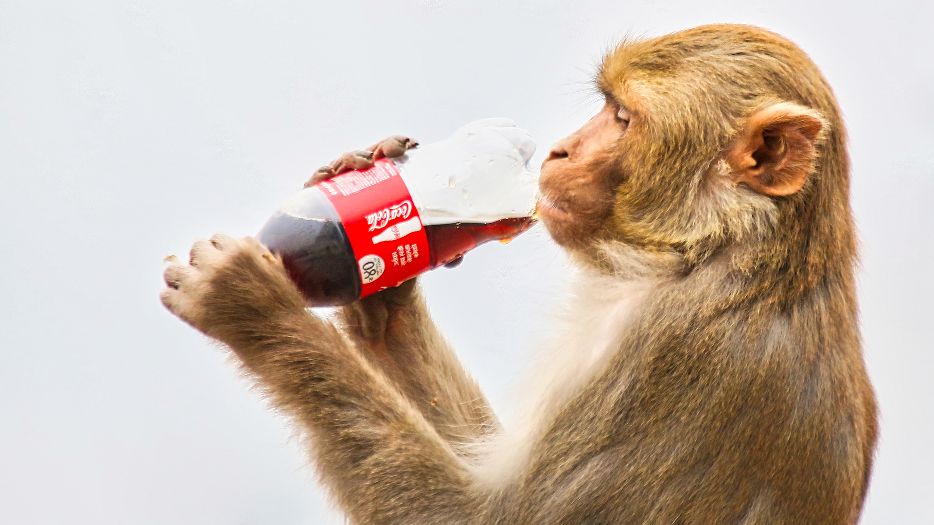 Cola: Auch bei Rhesusaffen sehr beliebt!