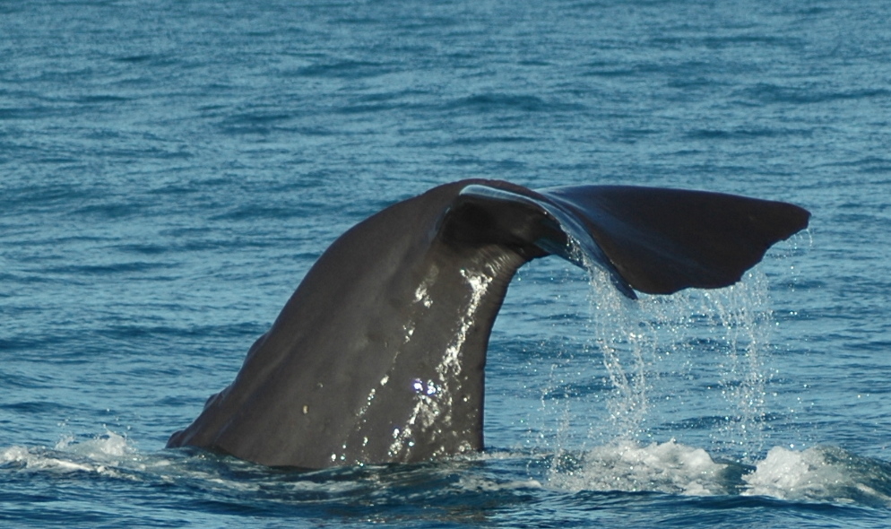 Cola de ballena