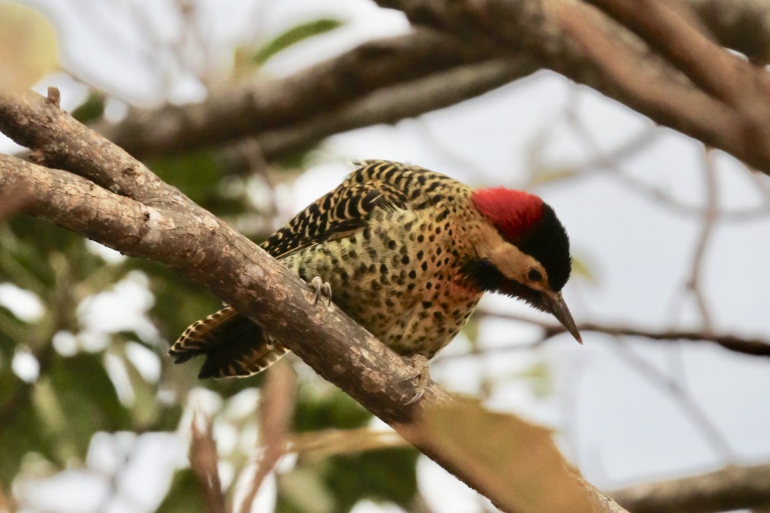 Colaptes melanochloros