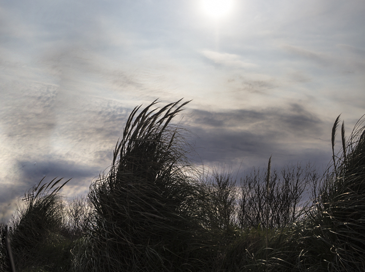 Colas de zorro al viento