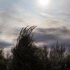 Colas de zorro al viento