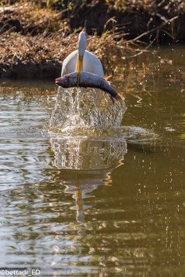 Colazione da TIffany