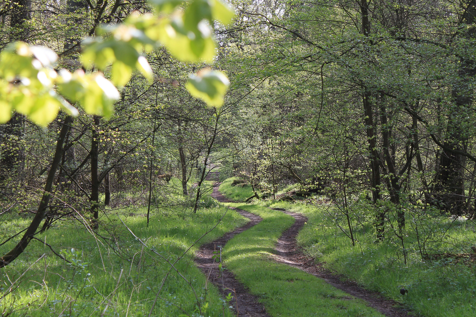 Colbitzer Lindenwald Foto & Bild landschaft, wald, dies und das