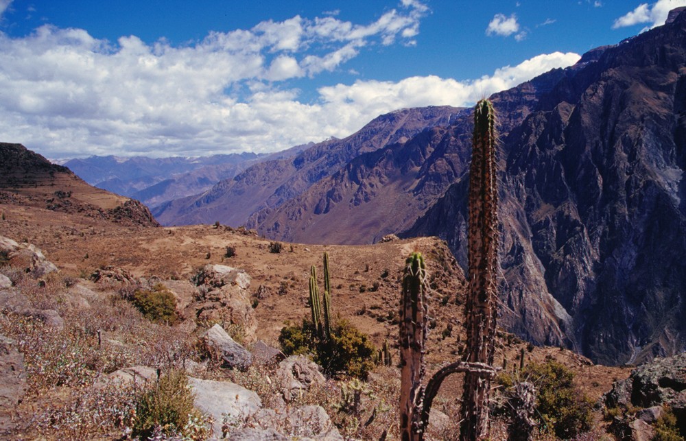 Colca