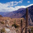 Colca