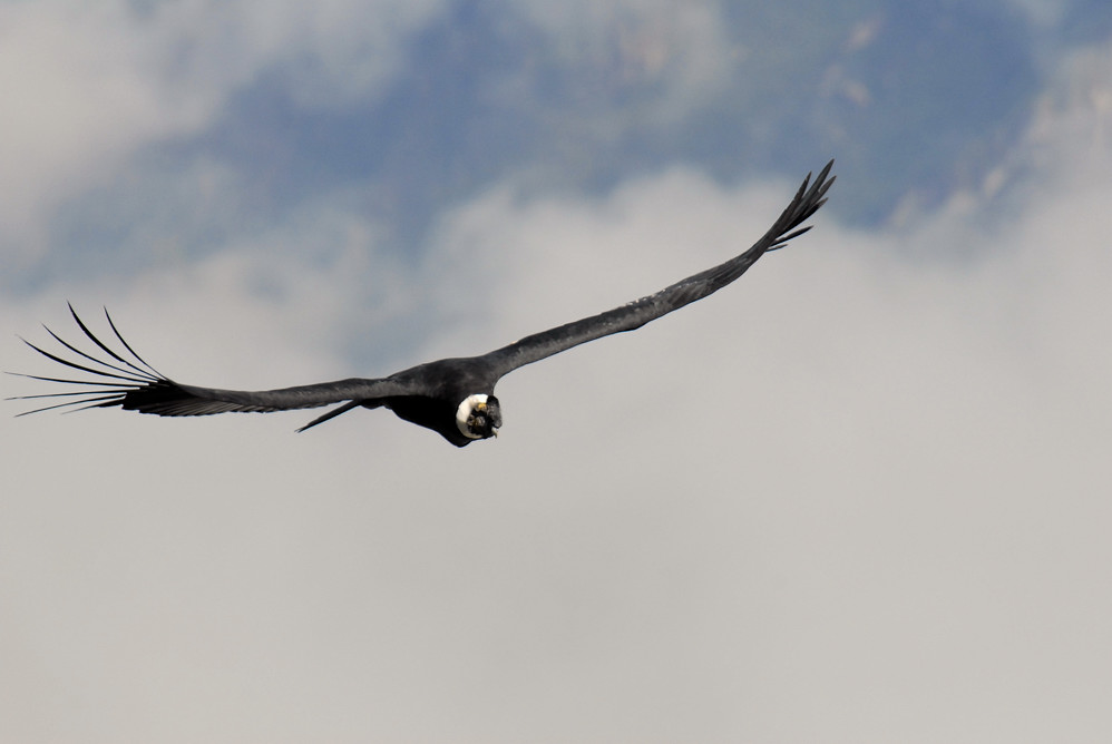 Colca Canon - Condor plaza