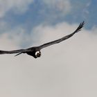 Colca Canon - Condor plaza