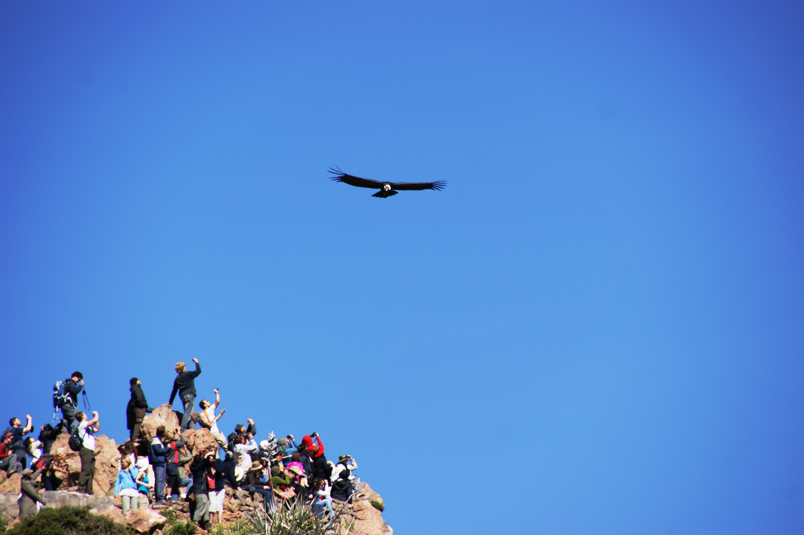 Colca Canyon - Enter the condor...