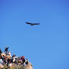 Colca Canyon - Enter the condor...