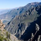 Colca-Canyon Peru