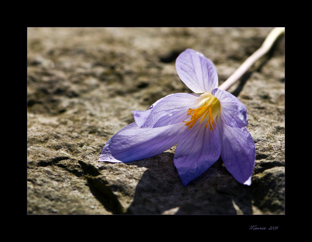 > Colchicum 