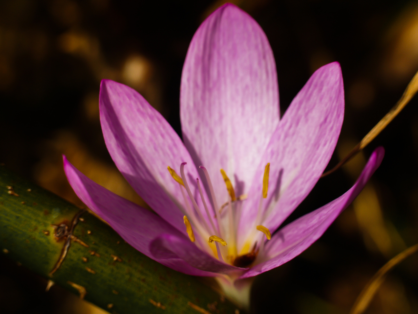 Colchicum autumnale