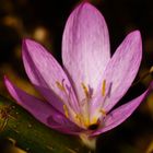 Colchicum autumnale