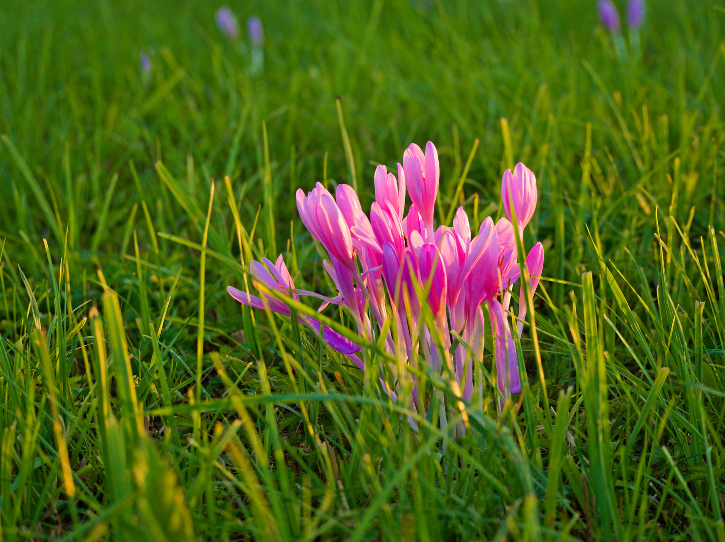 Colchicum autumnale