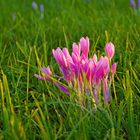 Colchicum autumnale