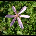 - colchicum autumnale -