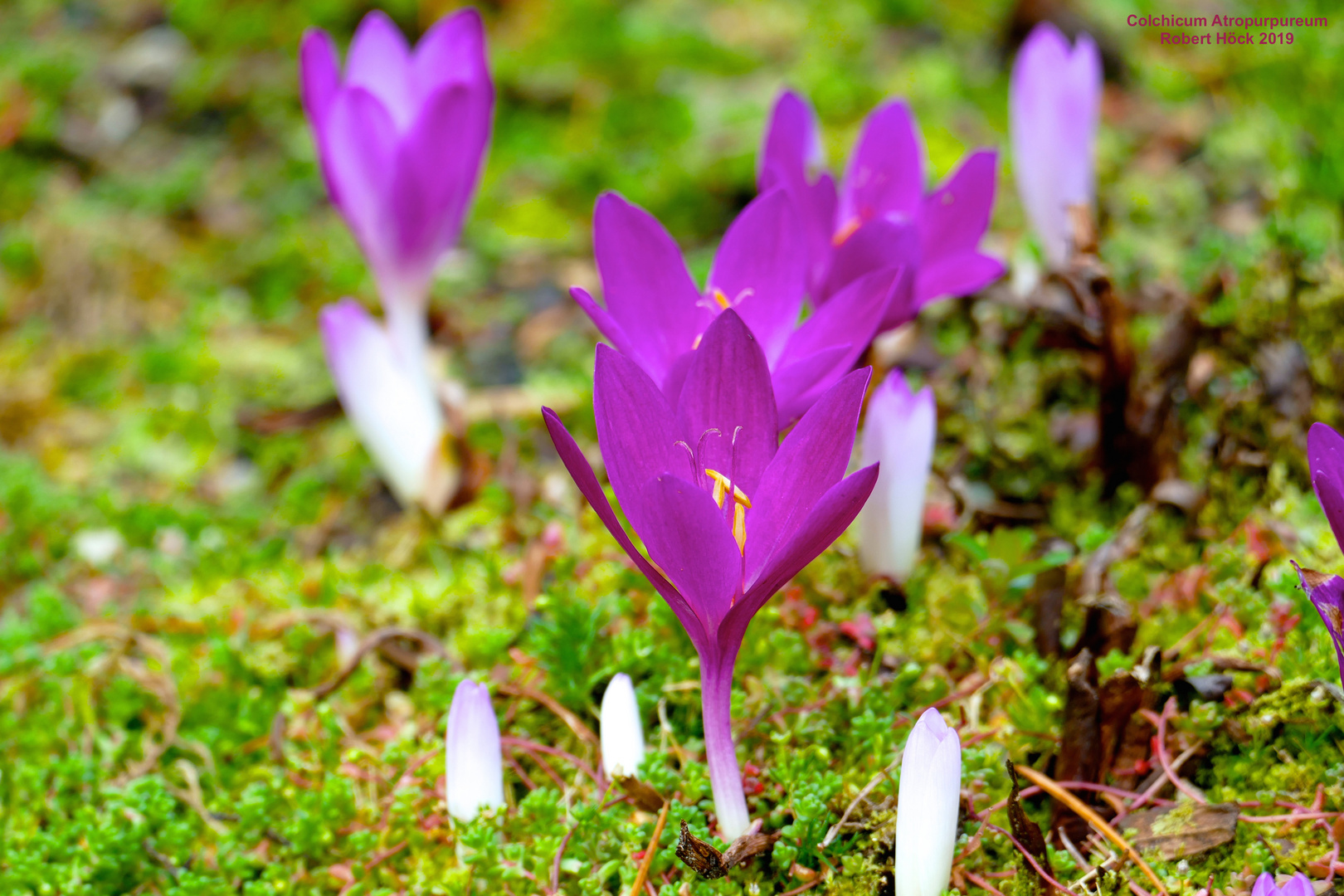 Colchicum autumnale "Atropurpureum" - Dunkel blühende Herbstzeitlose