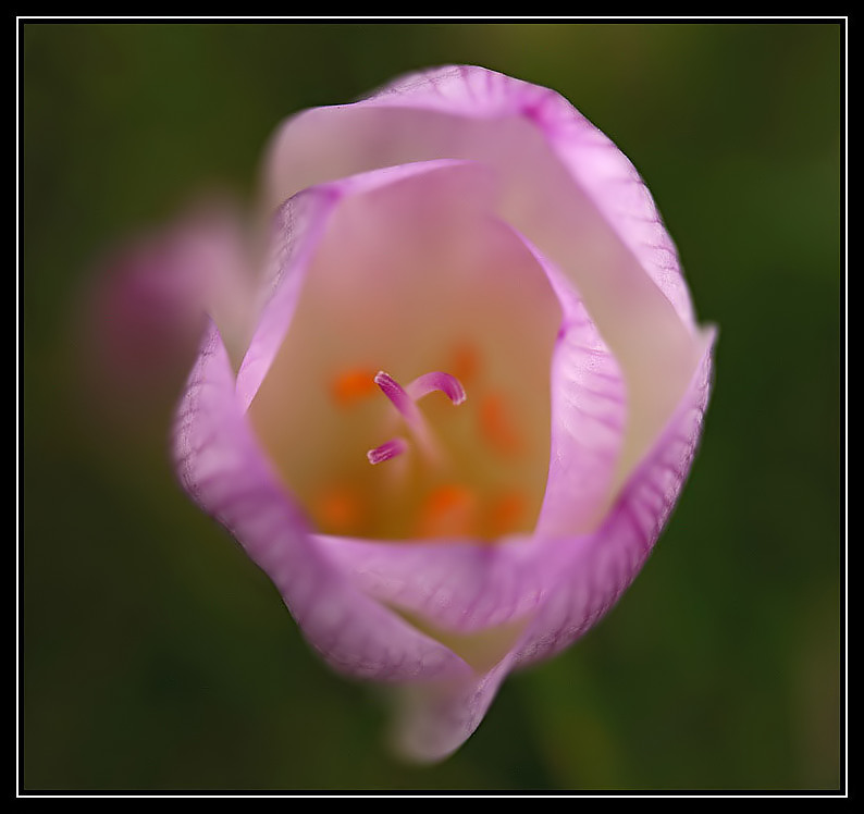 Colchicum