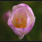 Colchicum