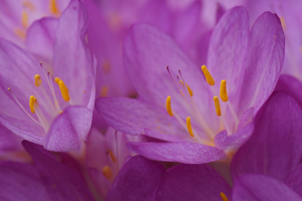 Colchicum speciosum