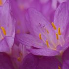 Colchicum speciosum