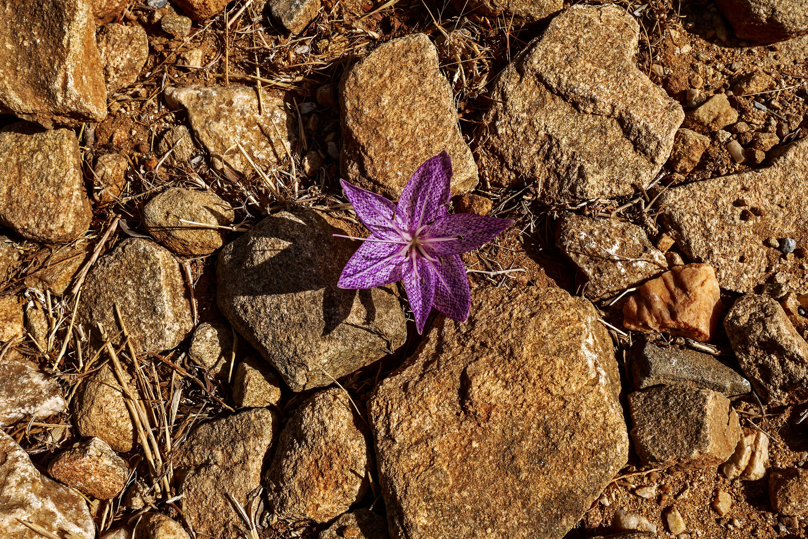 Colchicum variegatum