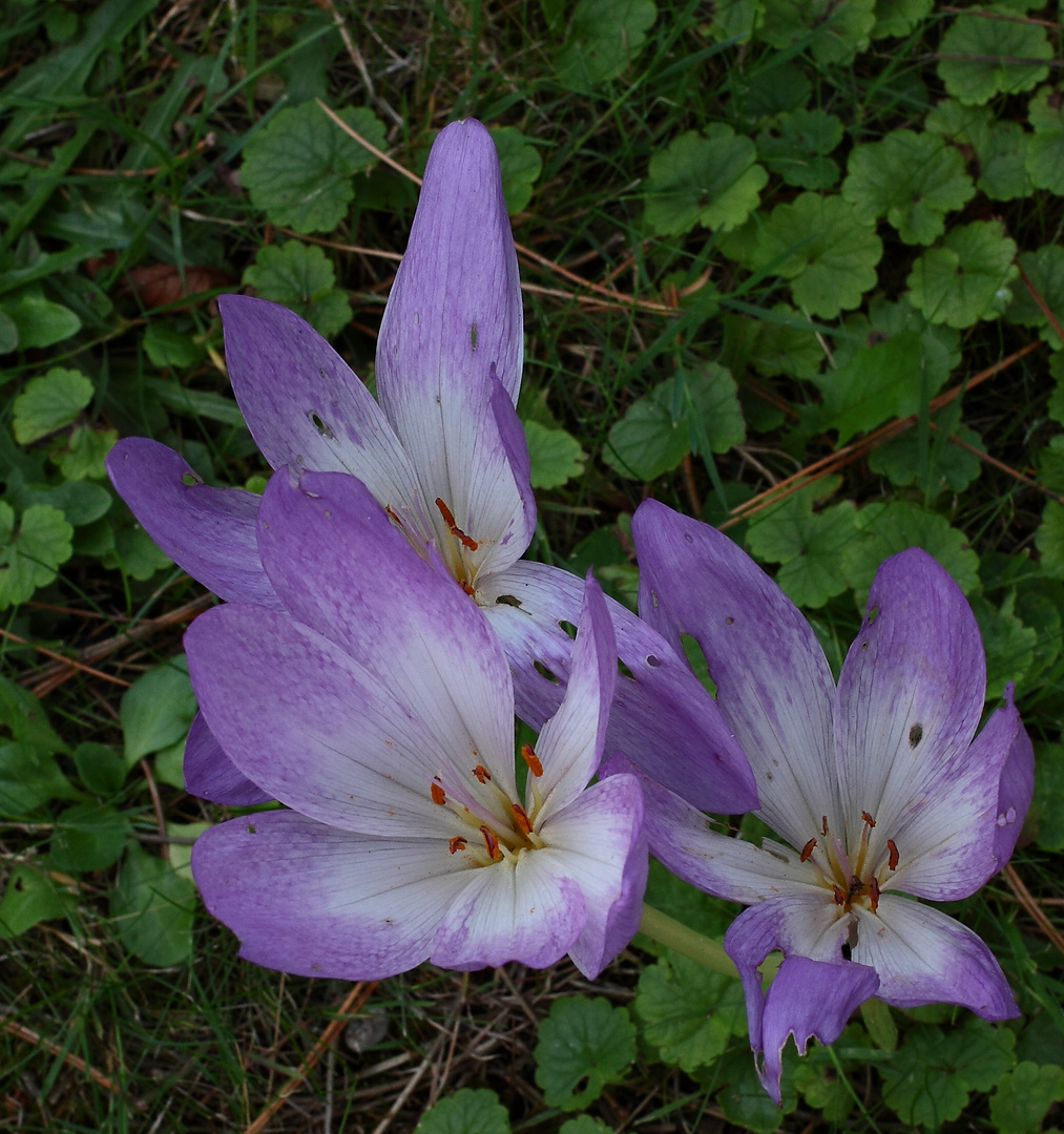 Colchique d' Automne