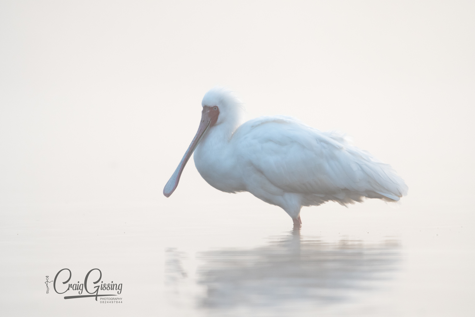 Cold and Misty Spoonbill