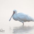 Cold and Misty Spoonbill