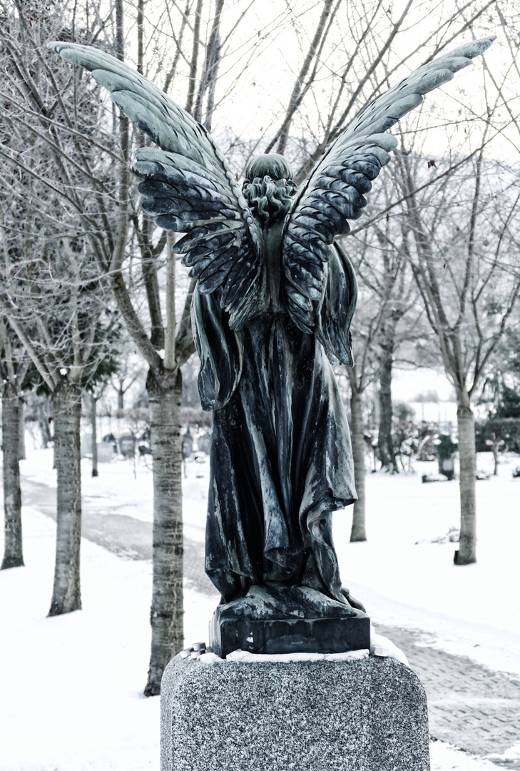 Cold Angel