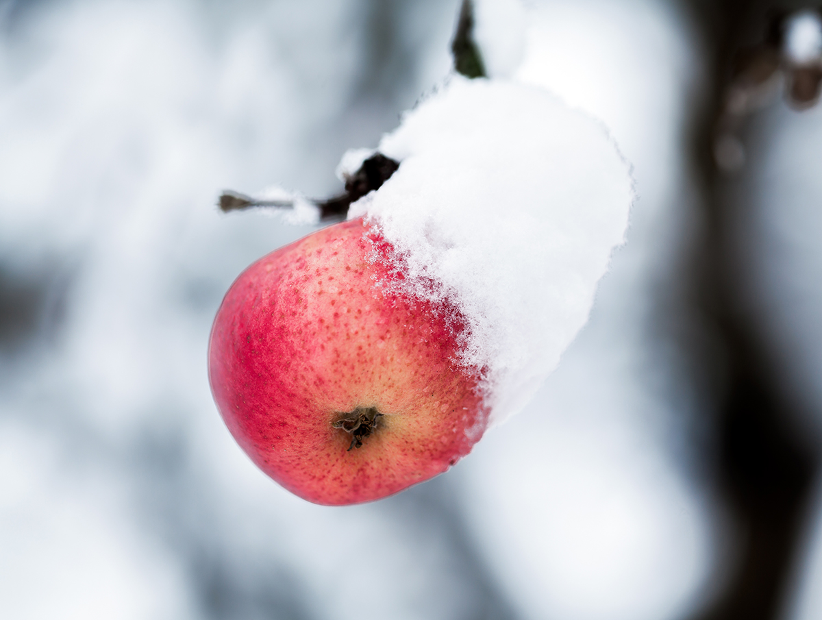 ''Cold apple fruit''  :)                