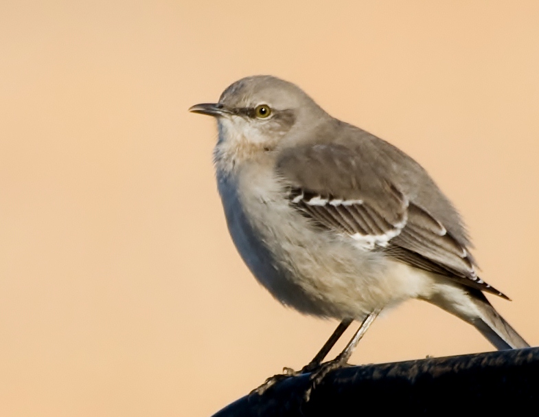 Cold Mocking Bird