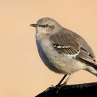 Cold Mocking Bird