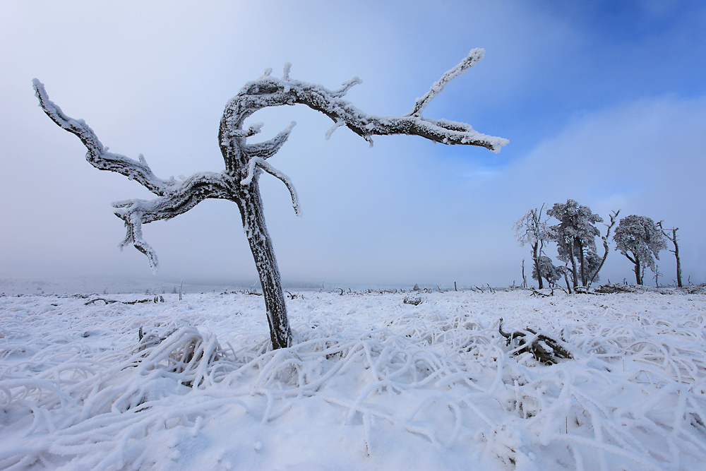 Cold Morning