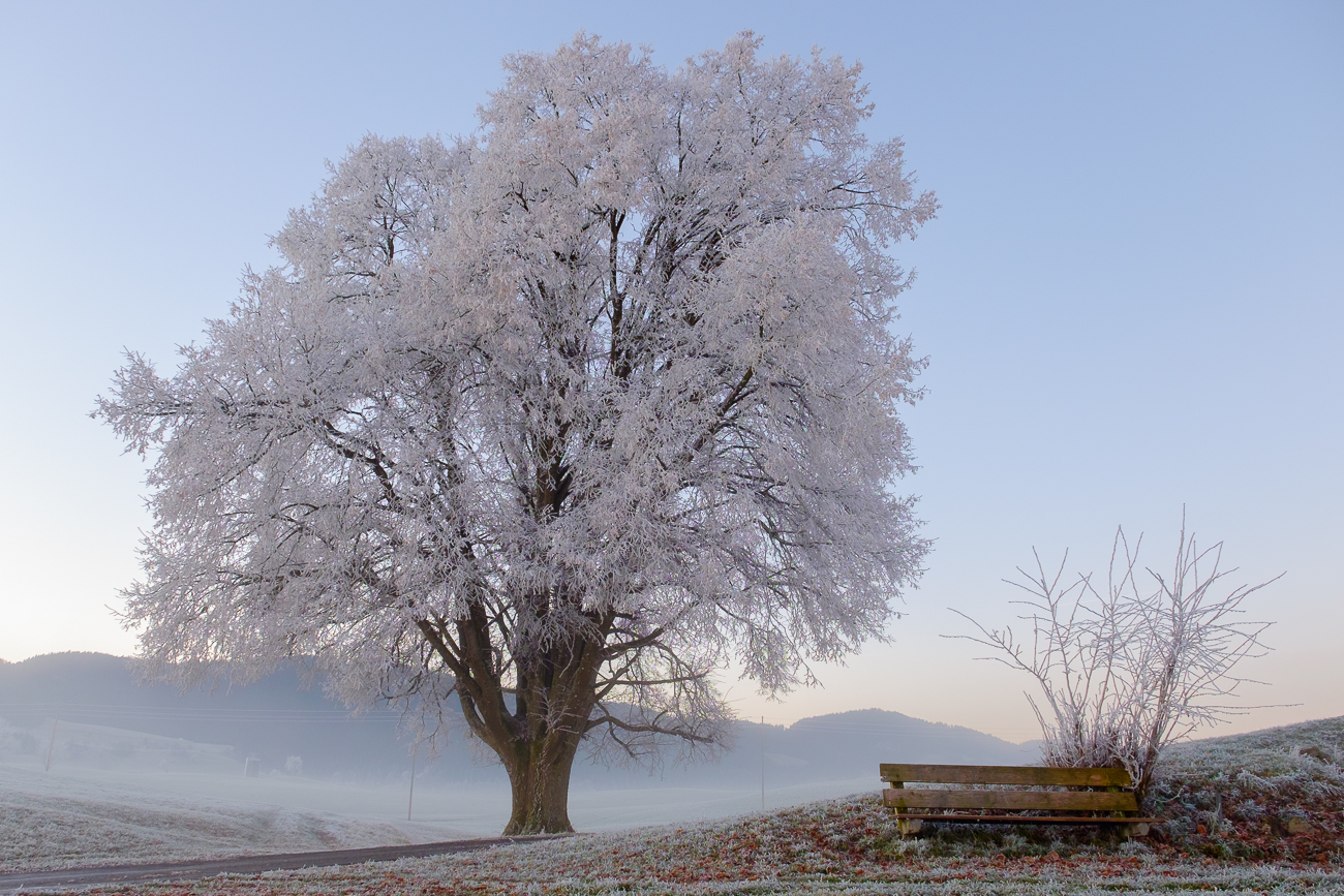 cold morning