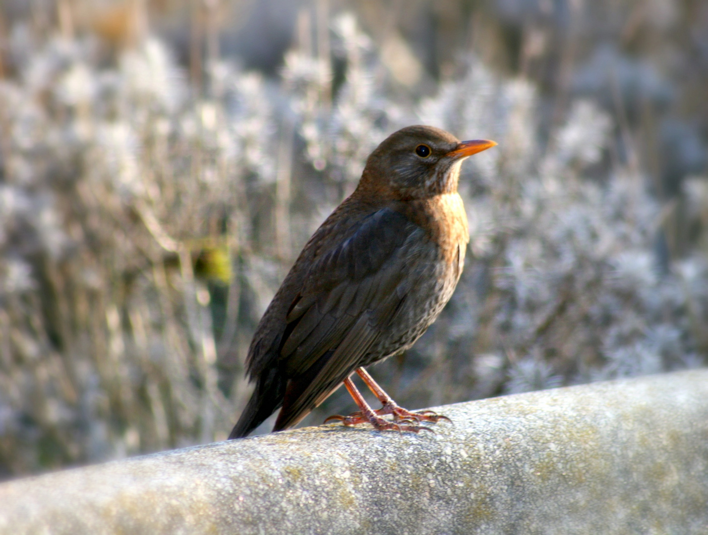 ...cold morning in spring...