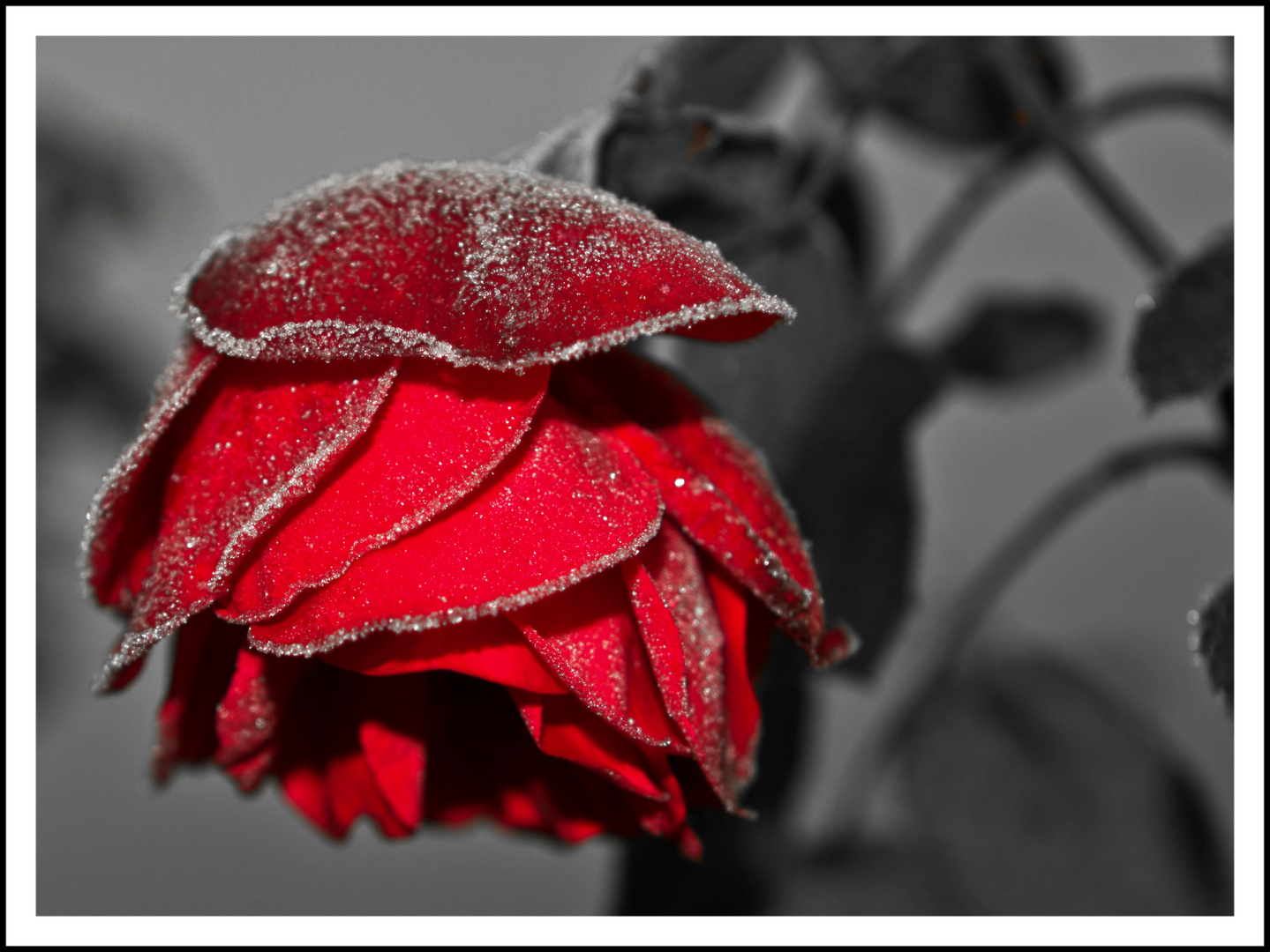 Cold Rose