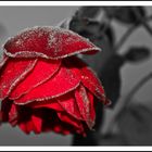 Cold Rose