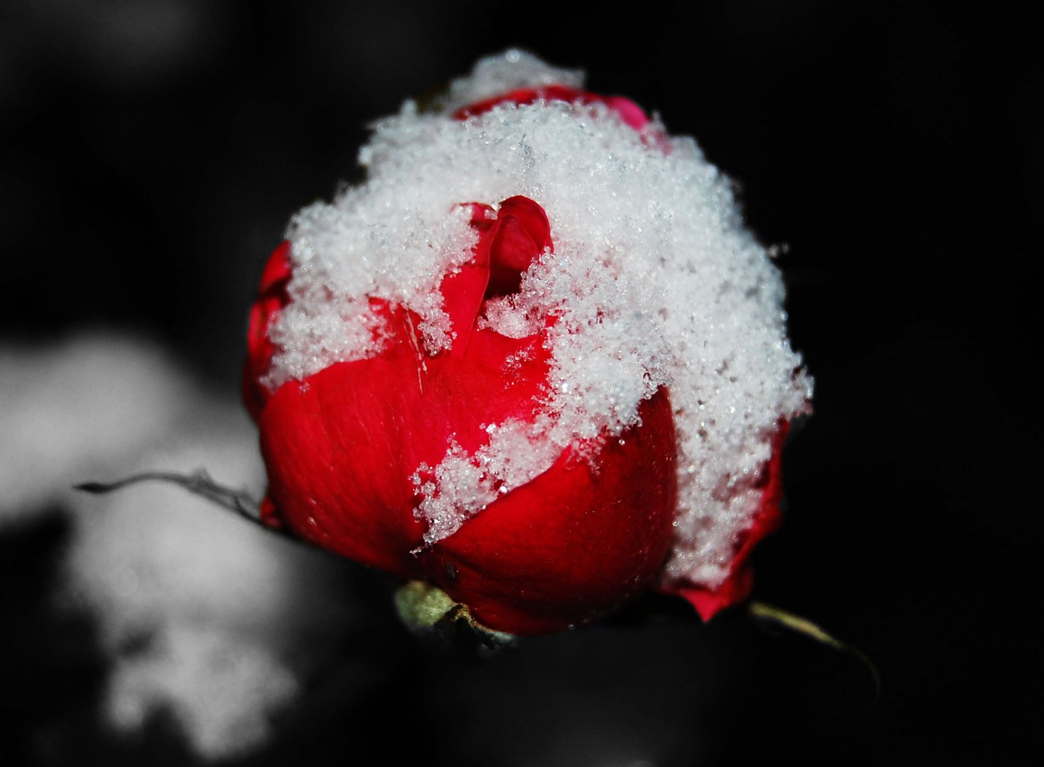 Cold Rose Foto & Bild plants, fungi & lichens, flowers, roses Bilder auf